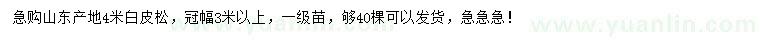 求購4米白皮松