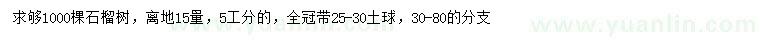 求購離地15量5公分石榴樹