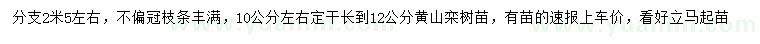 求購(gòu)12公分黃山欒樹(shù)