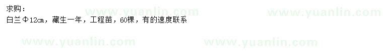 求購米徑12公分白蘭花