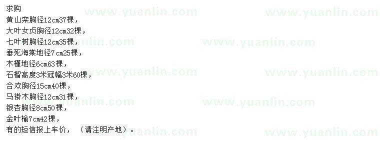 求購(gòu)黃山欒、大葉女貞、七葉樹(shù)等