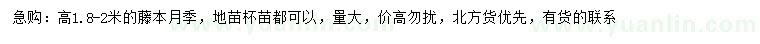 求購高1.8-2米藤本月季