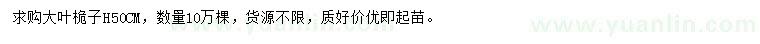 求購(gòu)高50公分大葉桅子
