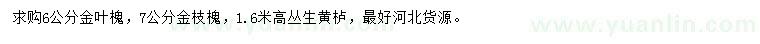 求購金葉槐、金枝槐、叢生黃櫨