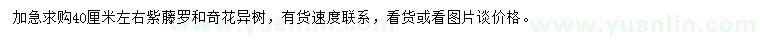 求購40公分左右紫藤羅、奇花異樹