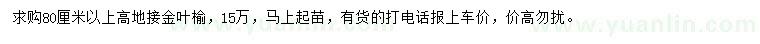 求購(gòu)高80公分以上金葉榆