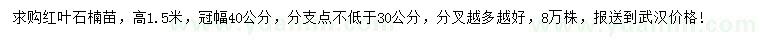 求購高1.5米紅葉石楠苗