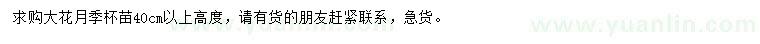 求購(gòu)高40公分以上大花月季杯苗