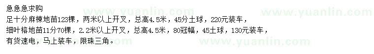求購(gòu)麻楝、細(xì)葉榕