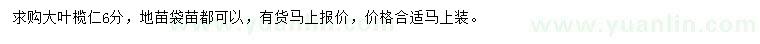求購6公分大葉欖仁
