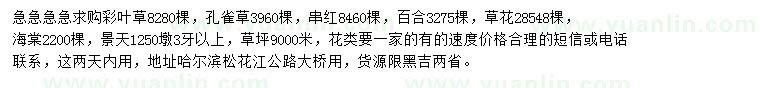 求購彩葉草、孔雀草、串紅等