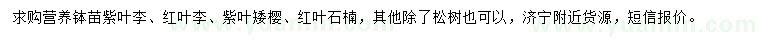 求購(gòu)紫葉李、紅葉李、紫葉矮櫻等