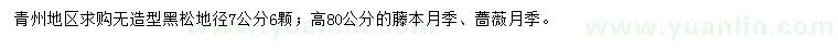 求購無造型黑松、藤本月季、薔薇月季