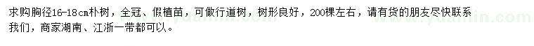 求購胸徑16-18公分樸樹