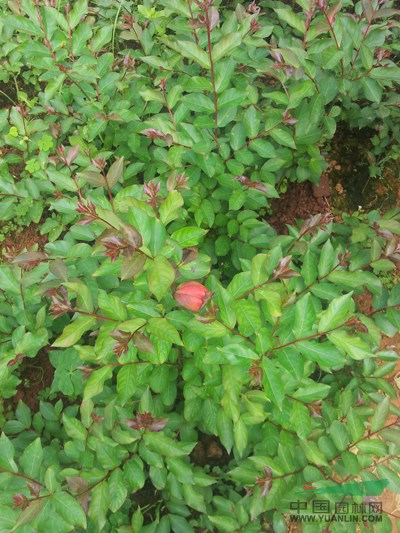 美國紅火箭紫薇幼苗4行情報價\美國紅火箭紫薇幼苗4圖片展示