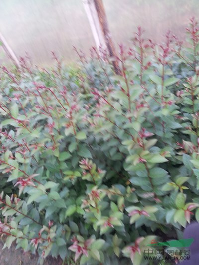 廣西美國(guó)紅火箭紫薇幼苗13