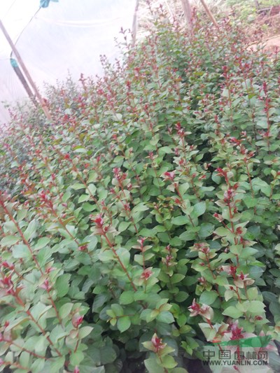 廣西美國(guó)紅火箭紫薇幼苗13