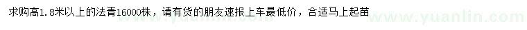 求購高1.8米以上法國冬青