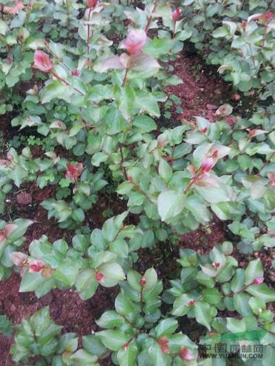 廣西美國(guó)紅火球紫薇幼苗2介紹