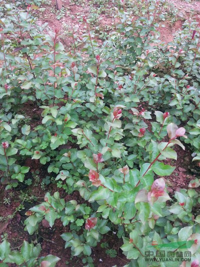廣西美國(guó)紅火球紫薇幼苗2介紹