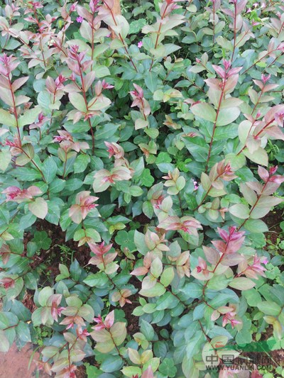 廣西美國(guó)紅火球紫薇幼苗7信息