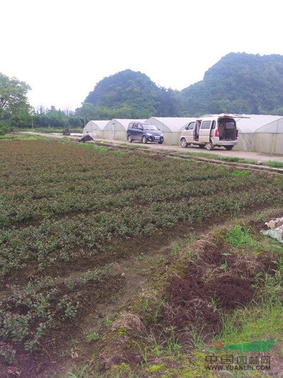 廣西美國(guó)紅火球紫薇幼苗8介紹