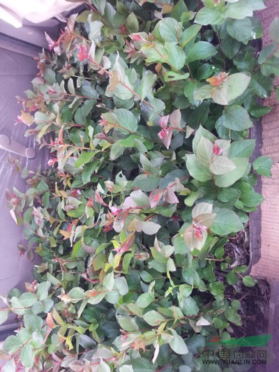 廣西美國(guó)紅火球紫薇幼苗8介紹