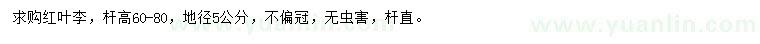 求購地徑5公分紅葉李