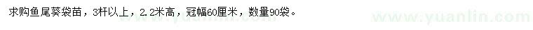 求購高2.2米魚尾葵