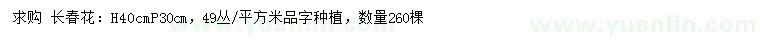 求購高40公分長春花