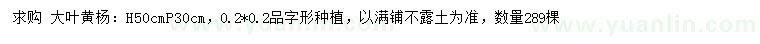 求購(gòu)高50公分大葉黃楊