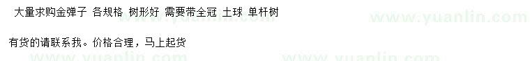 求購金彈子