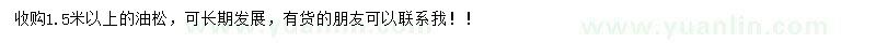 求購1.5米以上油松