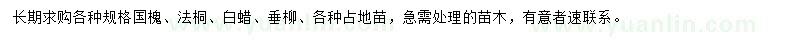 求購國槐、法桐、白蠟等