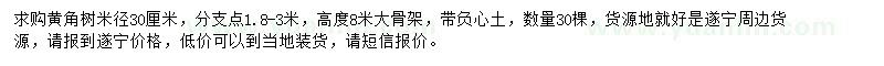 求購米徑30公分黃角樹