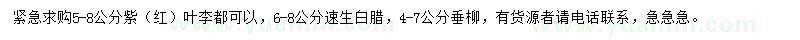 求購(gòu)紫紅葉李、速生白蠟、垂柳