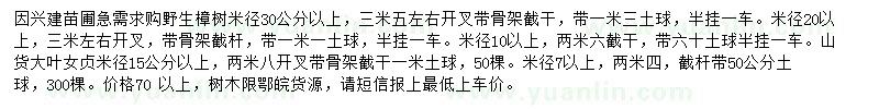求購香樟、大葉女貞
