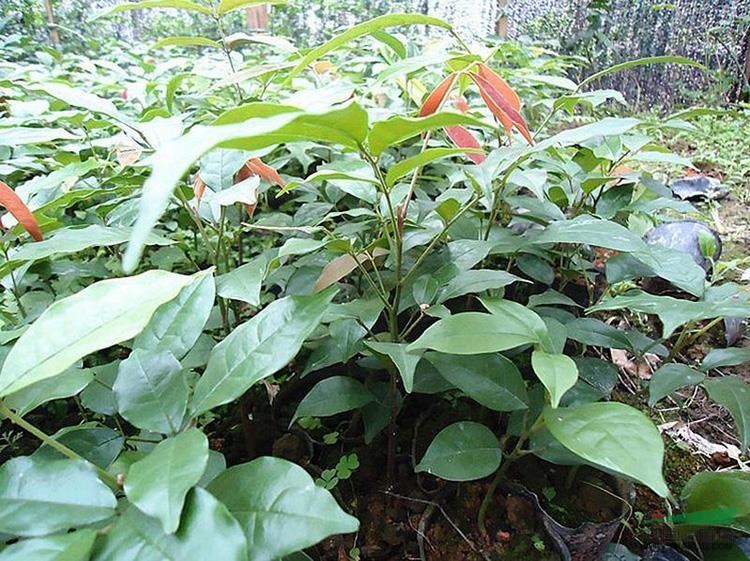 鄂西紅豆3行情報(bào)價(jià)\鄂西紅豆3圖片展示