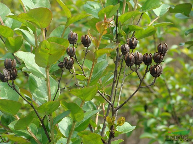 江西苗圃照片12