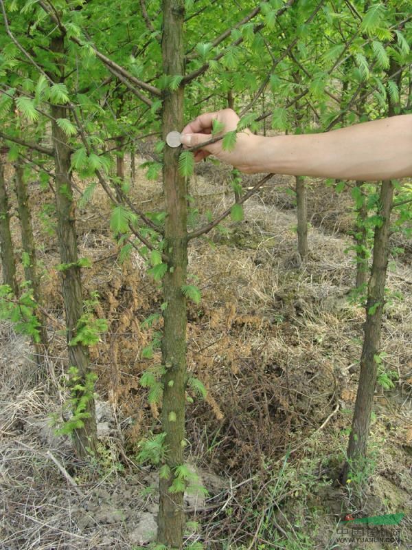 江西苗圃照片14最新報價/苗圃照片14圖片