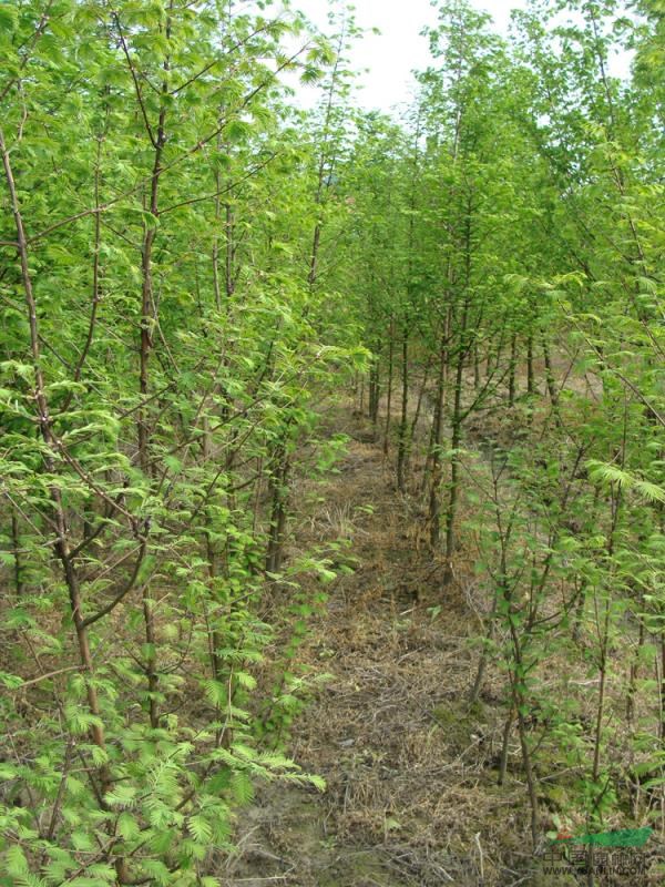 江西苗圃照片14最新報價/苗圃照片14圖片