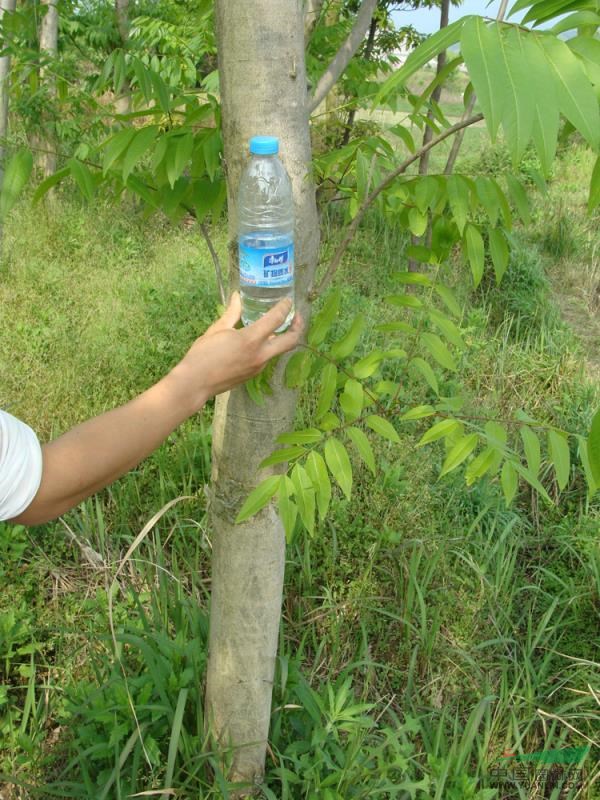 江西苗圃照片15信息