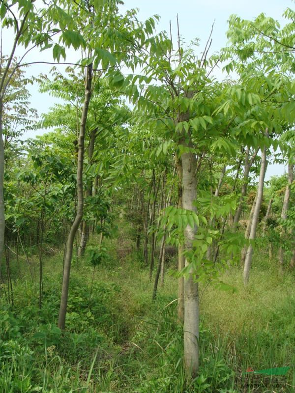 江西苗圃照片15信息