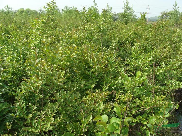 江西苗圃照片17最新報(bào)價(jià)/苗圃照片17圖片
