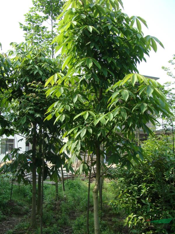 苗圃照片19圖片\苗圃照片19報(bào)價(jià)