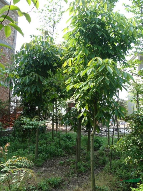 苗圃照片19圖片\苗圃照片19報(bào)價(jià)
