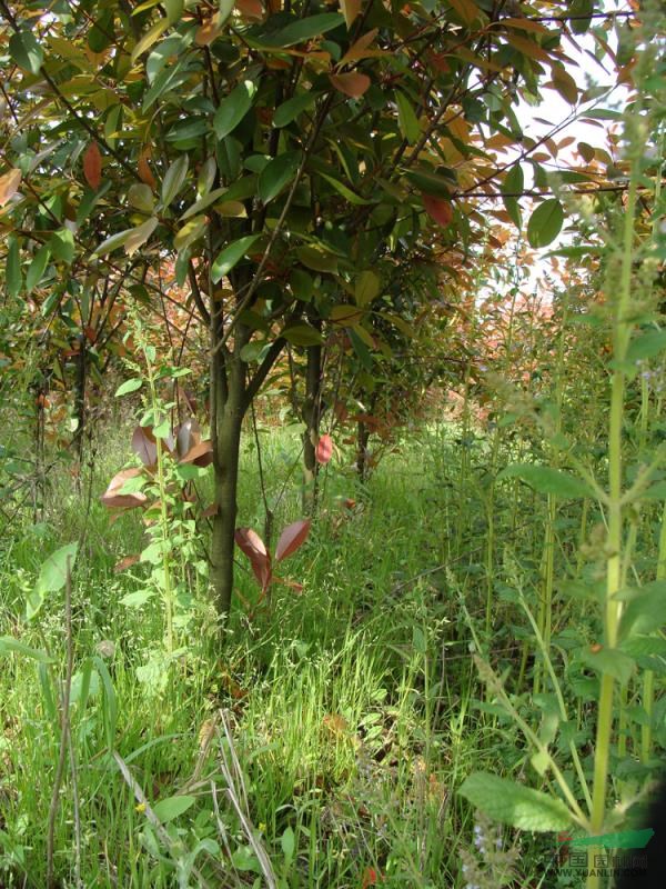 江西苗圃照片6