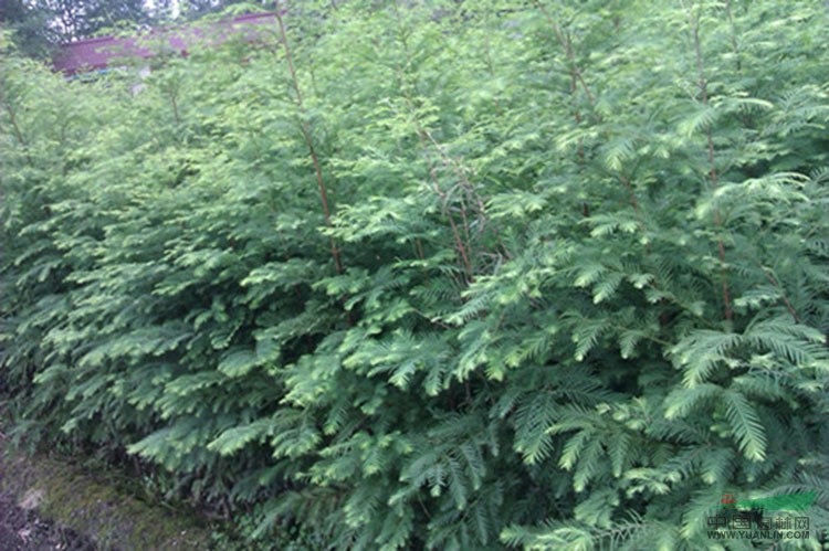 水杉2供應(yīng)/水杉2圖片