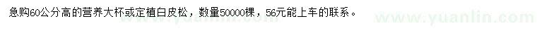 求購(gòu)高60公分白皮松