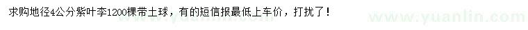 求購地徑4公分紫葉李